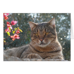 Cartão Gato de gato malhado