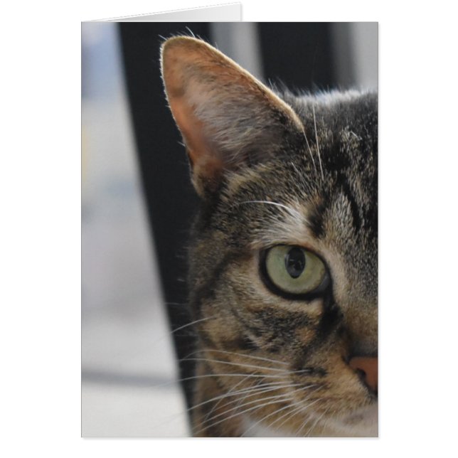 Cartão Gato de gato malhado (Frente)