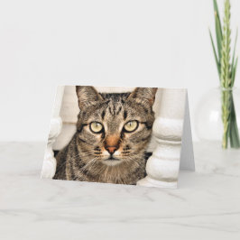 Cartão Gato de gato malhado