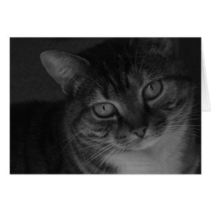 Cartão Gato de gato malhado