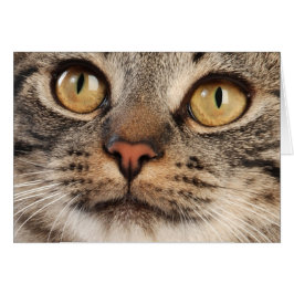 Cartão Gato de gato malhado de olhos bem abertos