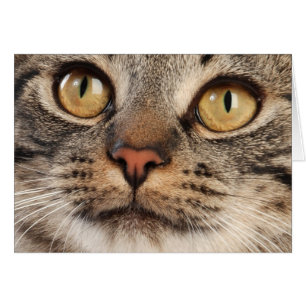 Cartão Gato de gato malhado de olhos bem abertos