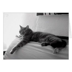 Cartão Gato de Gordura