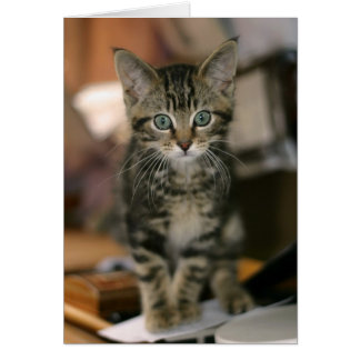 Cartão Gato de Maine Coon Brown Tabby Kitten, Cat