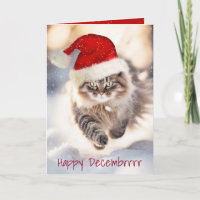Gato De Maine Coon De Natal Na Neve