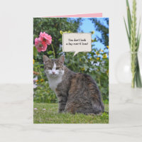 gato de mesa no jardim