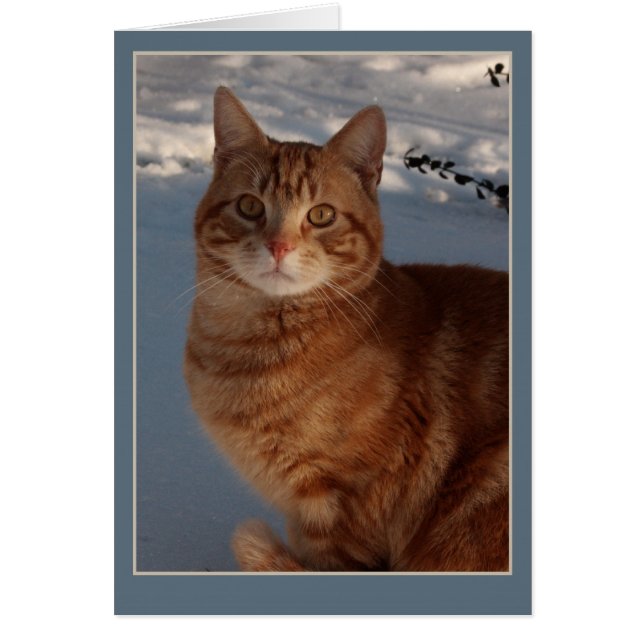 Cartão Gato de Neve (Frente)