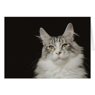 Cartão Gato de racum adulto de Maine