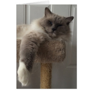 Cartão Gato de Ragdoll