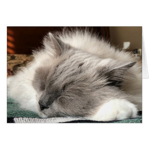Cartão Gato de Ragdoll