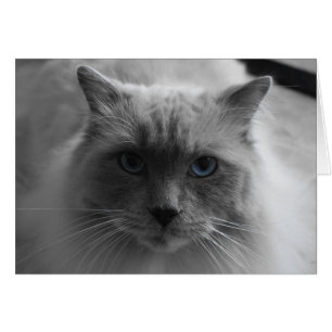 Cartão Gato de Ragdoll/cor isolada