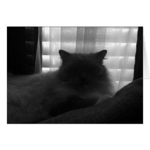 Cartão Gato de Ragdoll - observador no crepúsculo - Noir