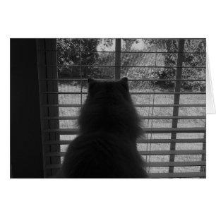Cartão Gato de Ragdoll que olha/Noir