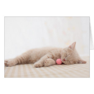 Cartão Gato de Shorthair Britânico
