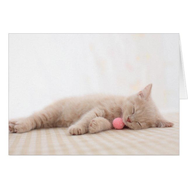 Cartão Gato de Shorthair Britânico (Frente Horizontal)