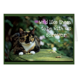 Cartão Gato de Tortie no banco do jardim - simpatia