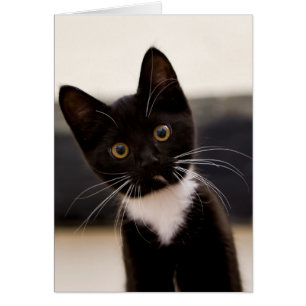 Cartão Gato De Tuxedo Branco, Preto E Branco