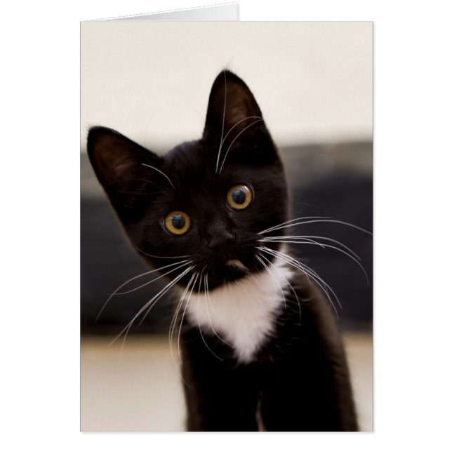 Cartão Gato De Tuxedo Branco, Preto E Branco (Frente)
