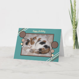 Cartão Gato do Calico enrolado no sono foto da turquesa m