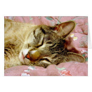 Cartão Gato do sono