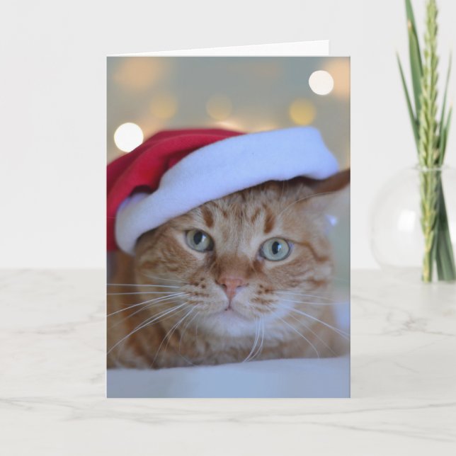 Cartão Gato e luzes de Natal (Frente)