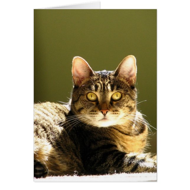 Cartão Gato Em Sol (Frente)