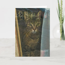 Cartão Gato em uma janela Refletindo pensamentos de você