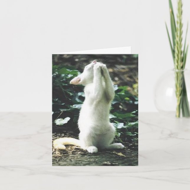 Cartão gato engraçado (Frente)