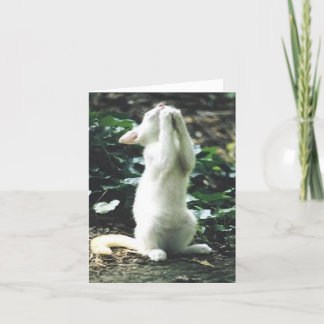 Cartão gato engraçado