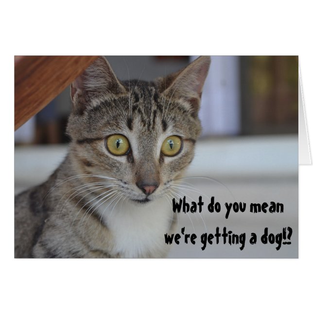 Cartão Gato Engraçado Pegando um Cachorro Humor Surpresa (Frente Horizontal)