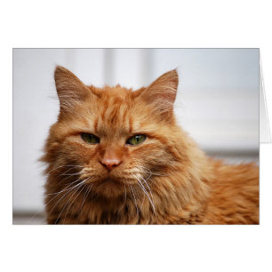 Cartão Gato Florestal Norueguês