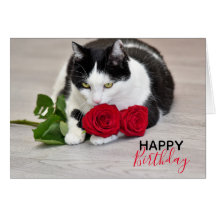 Gato fofo com a rosa vermelha