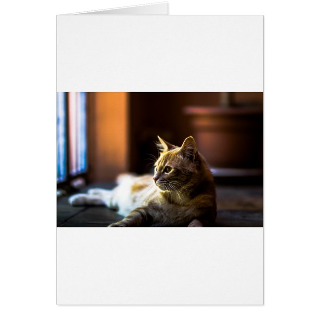 Cartão Gato Gatinho Bela Ouro (Frente)