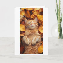 gato laranja desfrutando de um momento sonolento