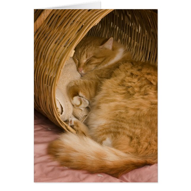 Cartão Gato laranja dormindo na cesta (Frente)
