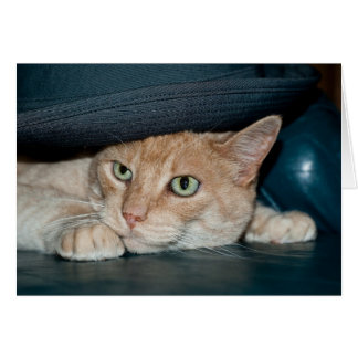 Cartão Gato Legal Clássico