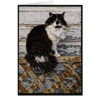 Cartão Gato longo preto e branco do smoking do cabelo na