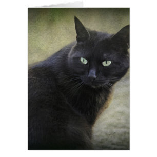 Cartão Gato macho negro com olhos verdes