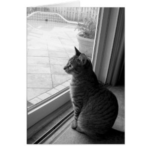 Cartão Gato malhado