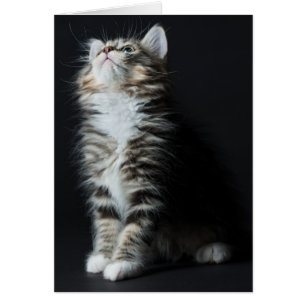 Cartão Gato malhado alto