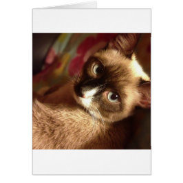 Cartão Gato Marrom Bonito