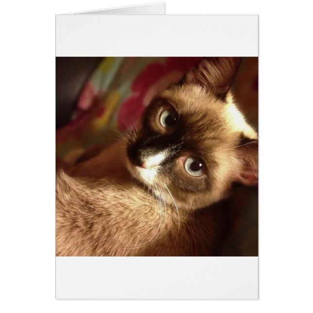 Cartão Gato Marrom Bonito (Frente)