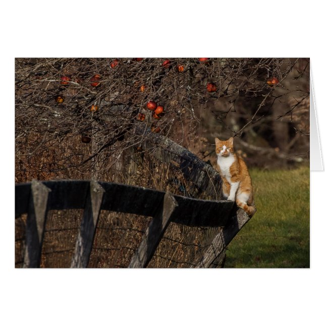 Cartão Gato Na Cerca (Frente Horizontal)