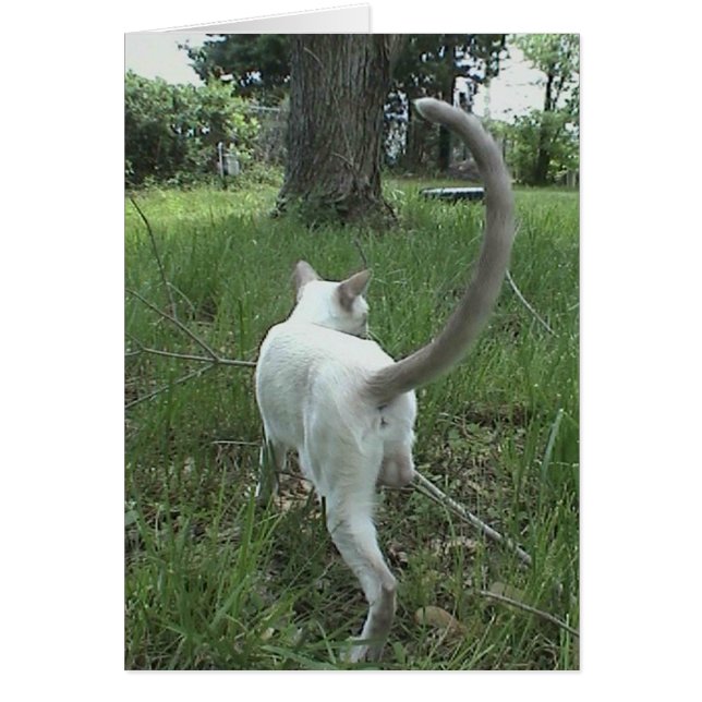 Cartão Gato na grama II (Frente)