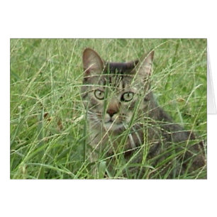 Cartão Gato na grama III