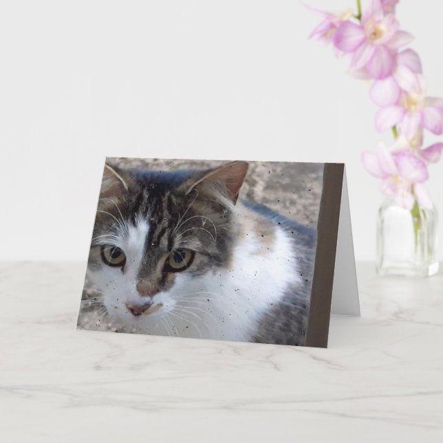 Cartão Gato na janela (Orquídea)