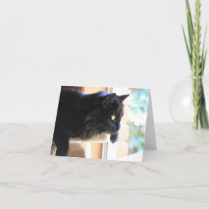 Cartão Gato Negro olhando pela janela, vazio