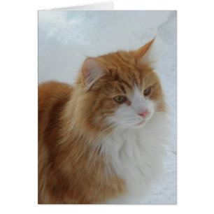 Cartão Gato norueguês da floresta