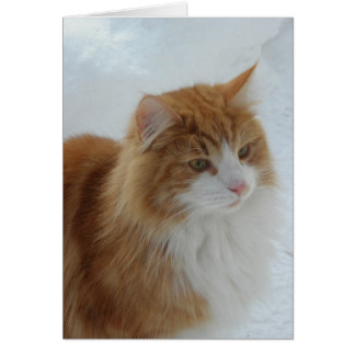 Cartão Gato norueguês da floresta