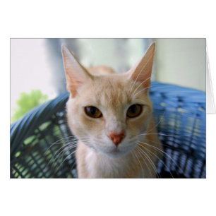 Cartão Gato oriental amarelo de Shorthair